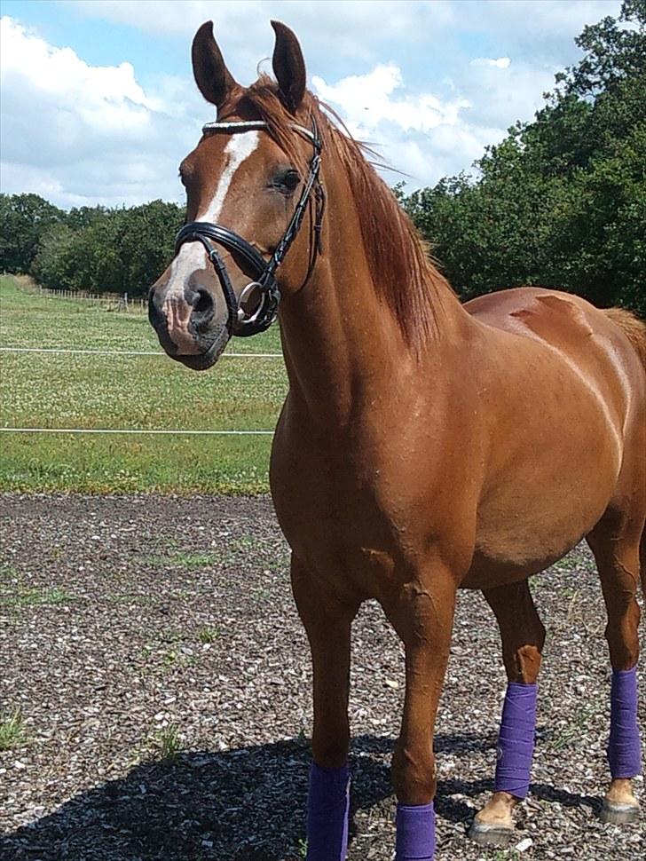 Arabisk fuldblod (OX) Que Vida Koala billede 16