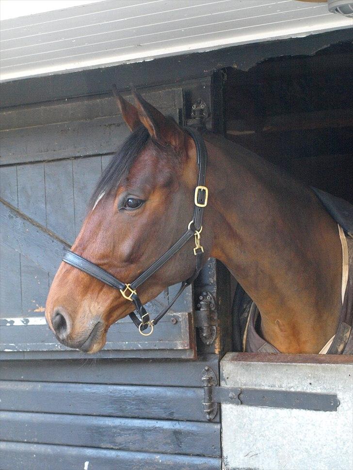 Dansk Varmblod Chili R.I.P - Billede 15: Februar 2010 billede 15