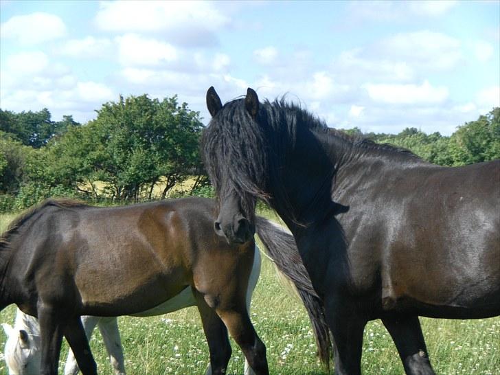 Frieser Nero ' SOLGT' :C - Der har vi jo nero smuk saken hihi :-) <3 i love him  billede 7