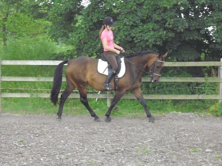 Hannoveraner Shakira (gl. part) billede 12