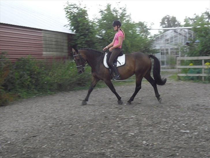 Hannoveraner Shakira (gl. part) billede 13