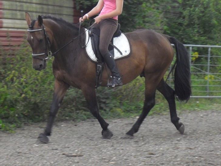 Hannoveraner Shakira (gl. part) billede 14