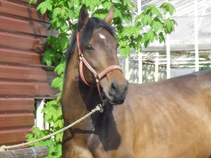 Hannoveraner Shakira (gl. part) billede 15