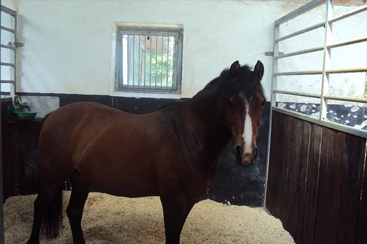 Anden særlig race Emma *(SOLGT)* - Smukke Emse i boksen billede 1