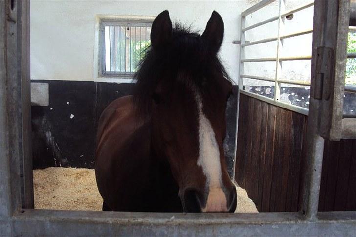 Anden særlig race Emma *(SOLGT)* - Emse i boksen:) billede 2