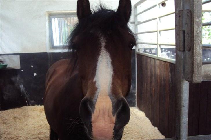 Anden særlig race Emma *(SOLGT)* - Smukke Emse i boksen billede 3