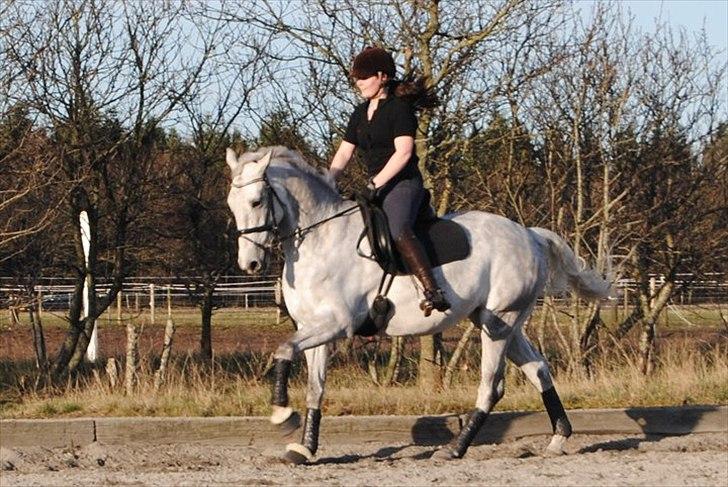 Anden særlig race Sevenhills Tyrone Tigers - Tiger & jeg dressur træning d.4 april :D billede 13