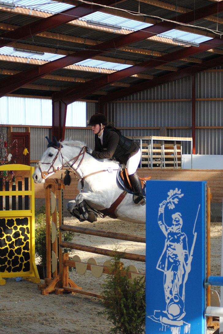 Anden særlig race Sevenhills Tyrone Tigers - Stævne i Egum d.5 marts - LB :D billede 8