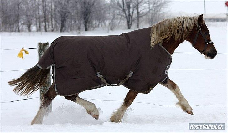 Welsh Pony af Cob-type (sec C) Fjordglimt Mr. George - Smukt trav! Foto: Mig billede 7