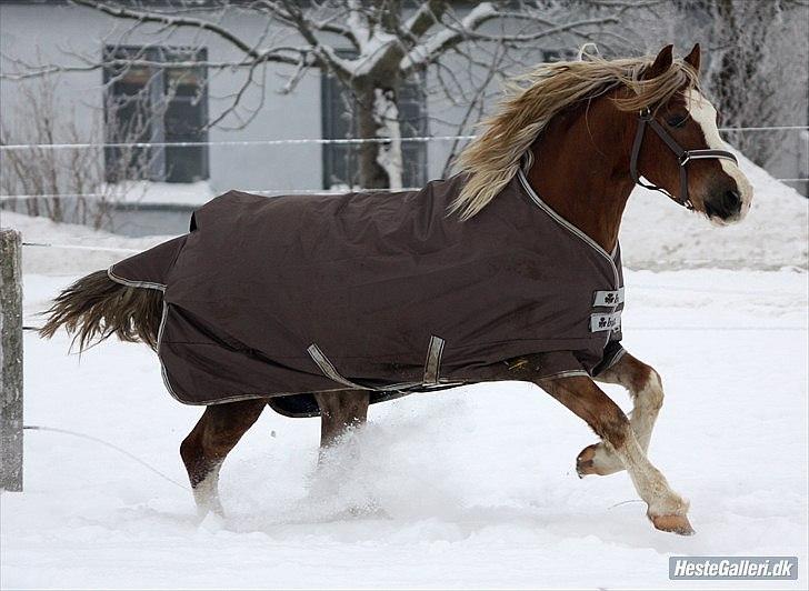 Welsh Pony af Cob-type (sec C) Fjordglimt Mr. George - Galop<3<3<3 Foto: Mig billede 8