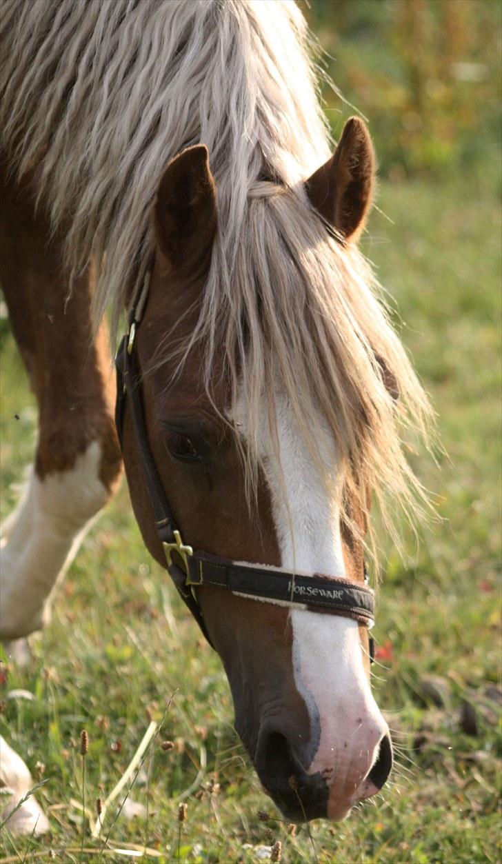 Welsh Pony af Cob-type (sec C) Fjordglimt Mr. George - Lille dreng<3 Foto: Mig billede 10