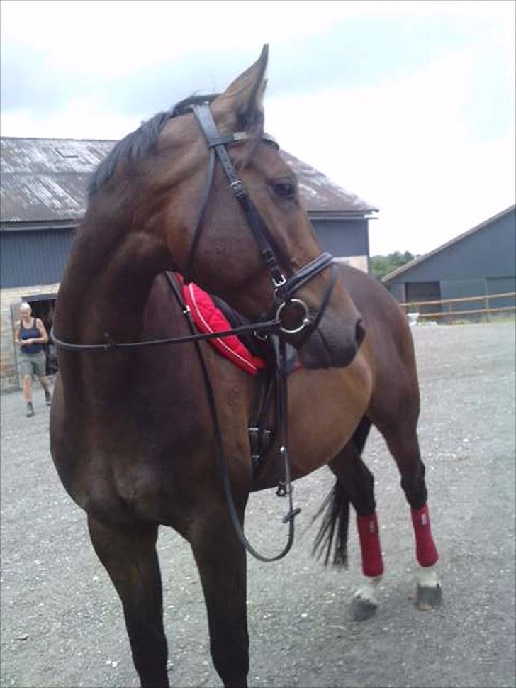 Dansk Varmblod Strækningens Rafael. Rest In Peace min skat :'( billede 21