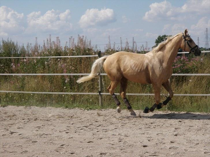 Palomino Mollie af Plovgaarden (solgt) billede 7