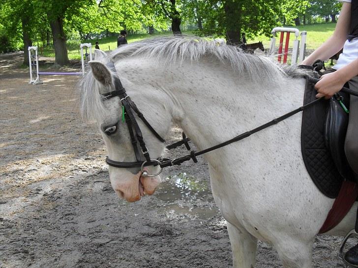 Anden særlig race Lillemand  - Lidt dressur kan man vel også :D billede 2