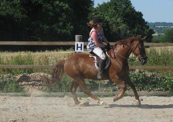 Frederiksborg  apollo (rideskole) - apollo og jeg gallopere i hackamore (,: billede 3