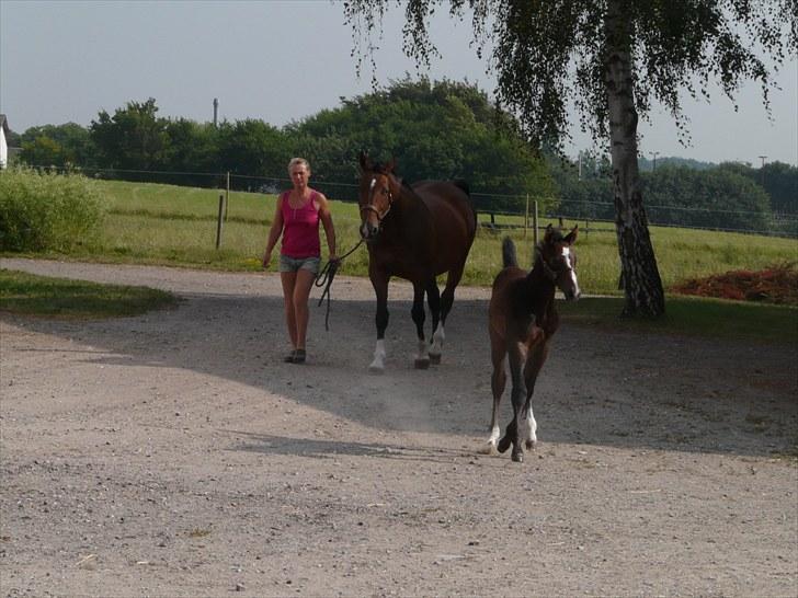 Dansk Varmblod AMMENDRUP NYGÅRD'S FANCY billede 13