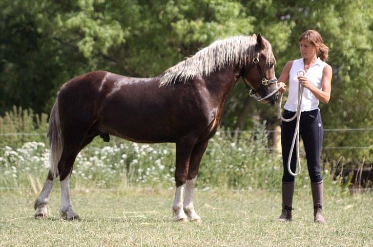 Welsh Pony af Cob-type (sec C) Fjordglimt Mr. George - Man er ikke hingst for ingen ting! (; Foto: Mig billede 5