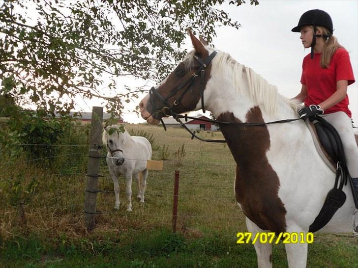Anden særlig race Freja billede 11