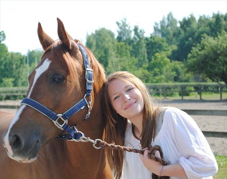 Arabisk fuldblod (OX) Ponylands Another Hero - (1) Velkommen til Hero's profil - 
Dette billede kan ikke beskrives med ord.. (Foto: Caroline Haggblom) billede 1