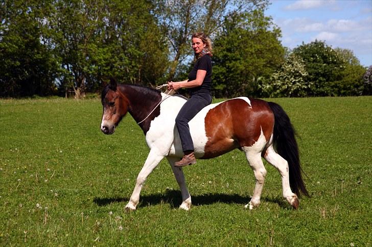 Anden særlig race Indi - Birgitte (ejeren) rider Indi i cordeo billede 6