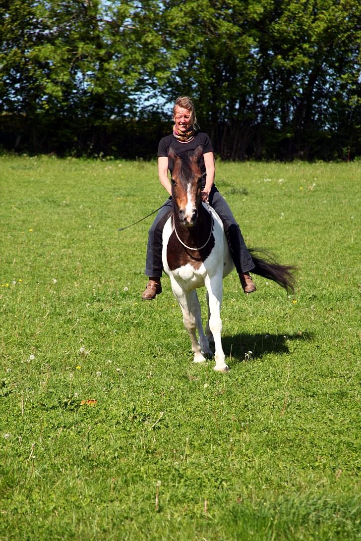 Anden særlig race Indi - Birgitte (ejeren) rider Indi i cordeo billede 7