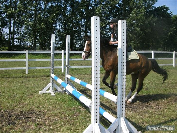 Anden særlig race Victor! billede 4