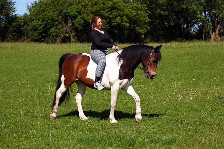 Anden særlig race Indi - Her sidder jeg på Indi for 2. gang. Så det er meget stille og roligt... billede 10