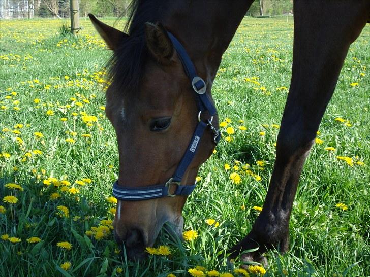 Anden særlig race Vincent Van Gogh billede 1