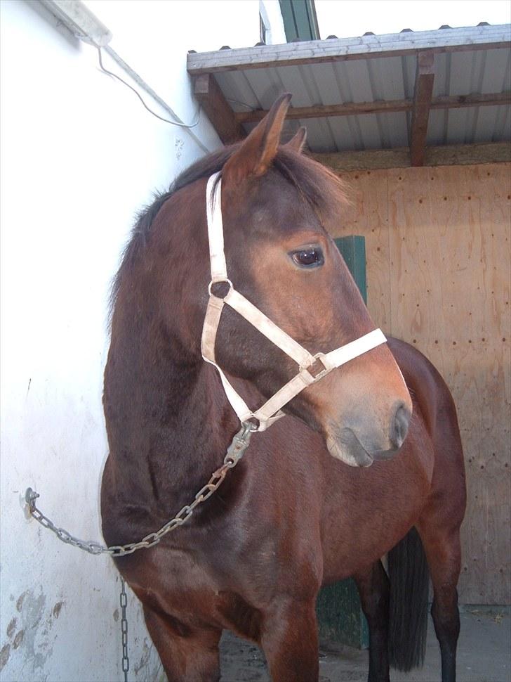 Anden særlig race Vincent Van Gogh billede 2