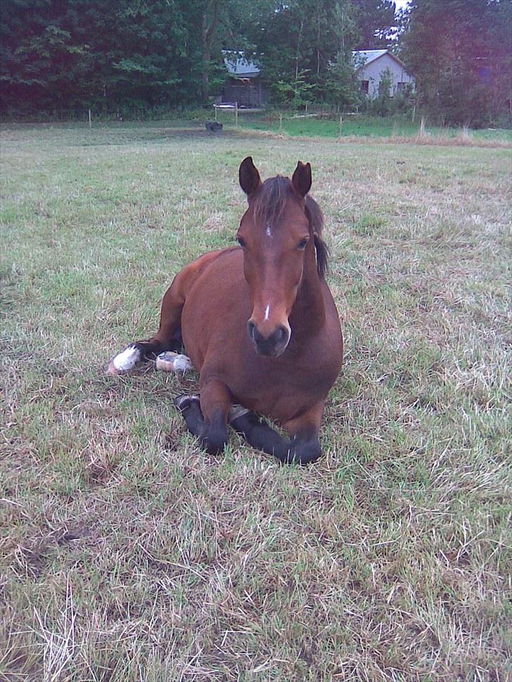 Anden særlig race Vincent Van Gogh billede 3