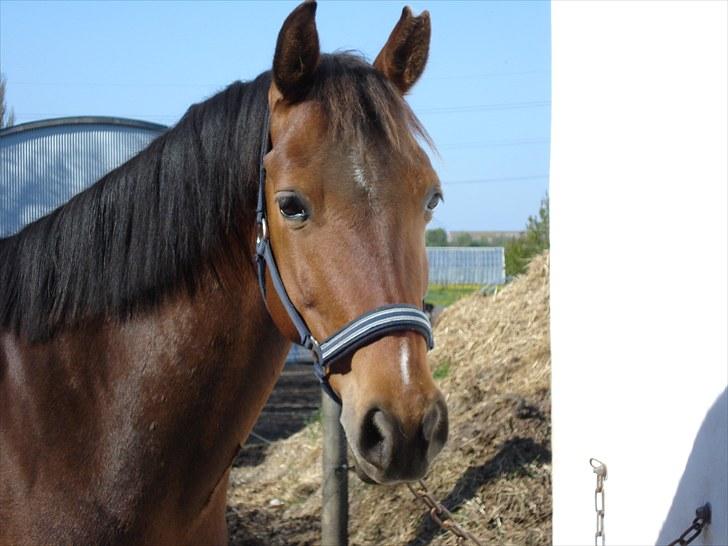 Anden særlig race Vincent Van Gogh billede 4