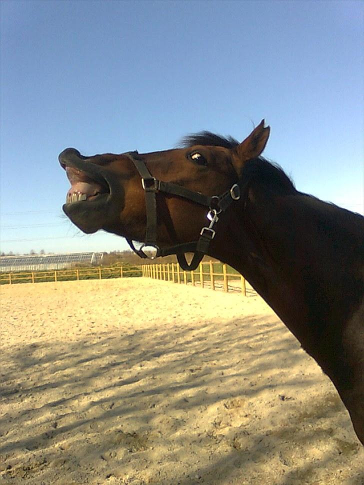 Anden særlig race Vincent Van Gogh - Se, jeg kan smile :) billede 7