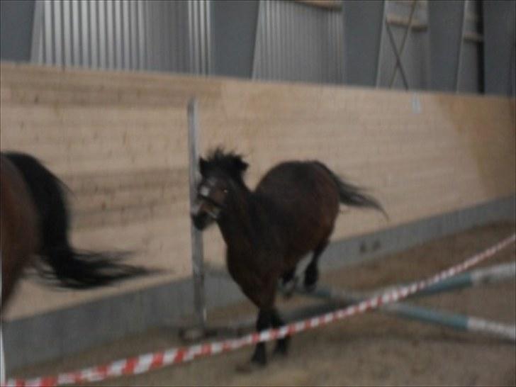 Anden særlig race spirit - elsker det billede 11