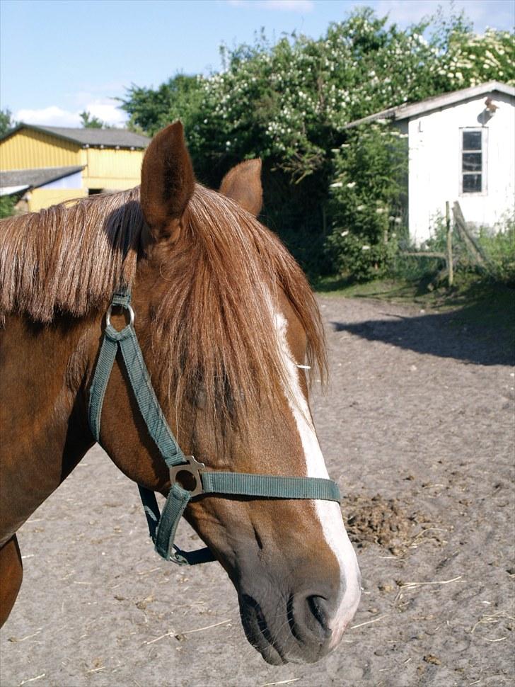 Anden særlig race Daggry<3 - Heei(: Grylle ville blive glad for kommetar og bedømmelse !(: Gerne Ris & Ros til hendes profil!(: billede 1