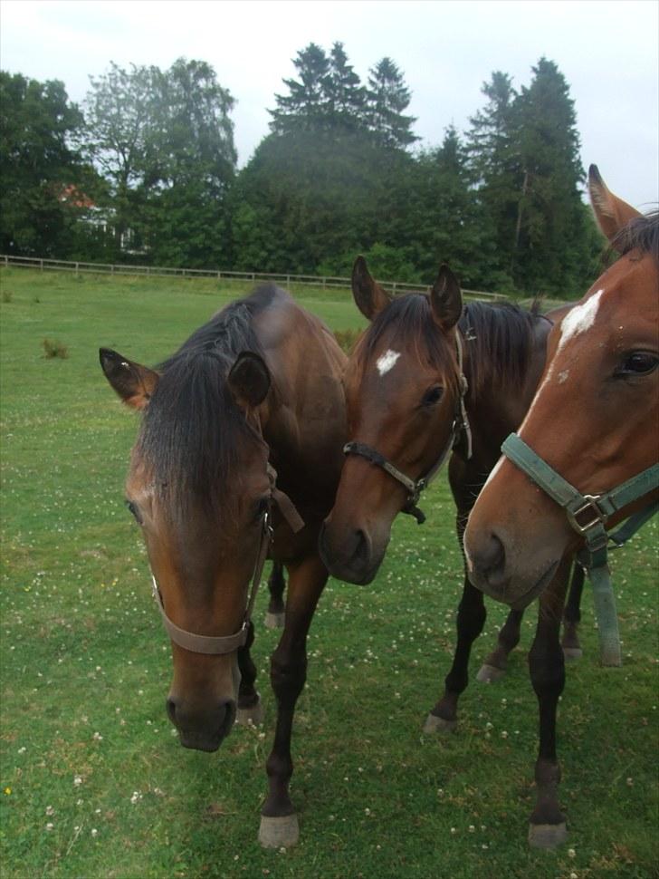 Fuldblod (XX)  DESTINYS CHILD (TINY) - det brunde lyn billede 5