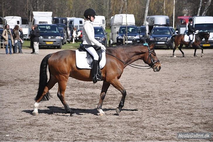 Hollandsk Sportspony Edzer - Opvarmnning i bernstorffsparken LA3 67,67% 2 plads:D billede 10