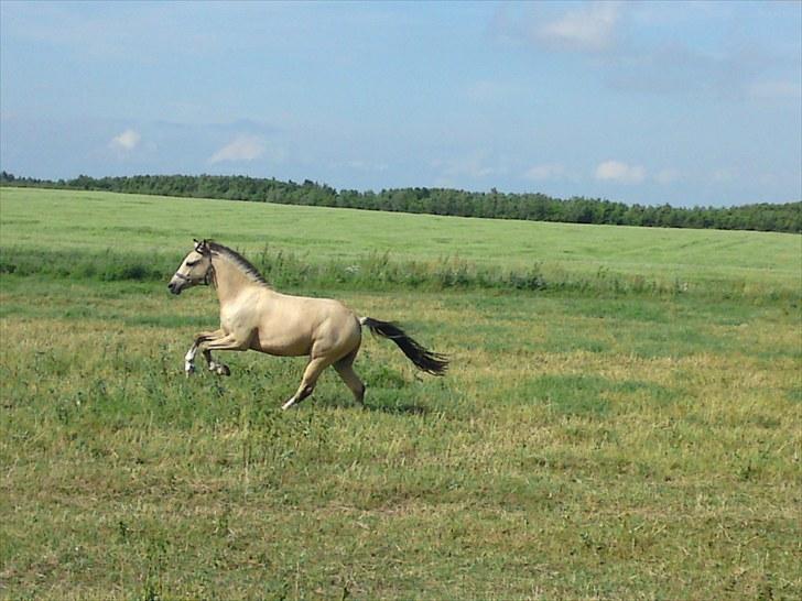 Anden særlig race Mister Surprice ( Solgt) - sommerfold tid til racer tur billede 10