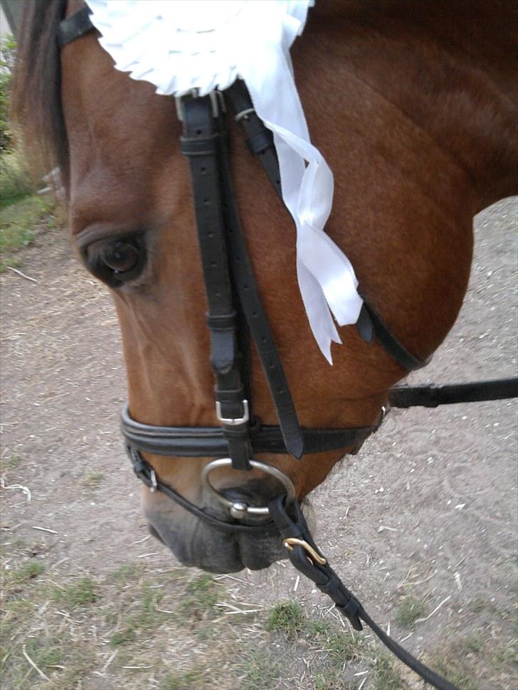 DSP zeba  - første plads i ring ridning! ;P billede 6