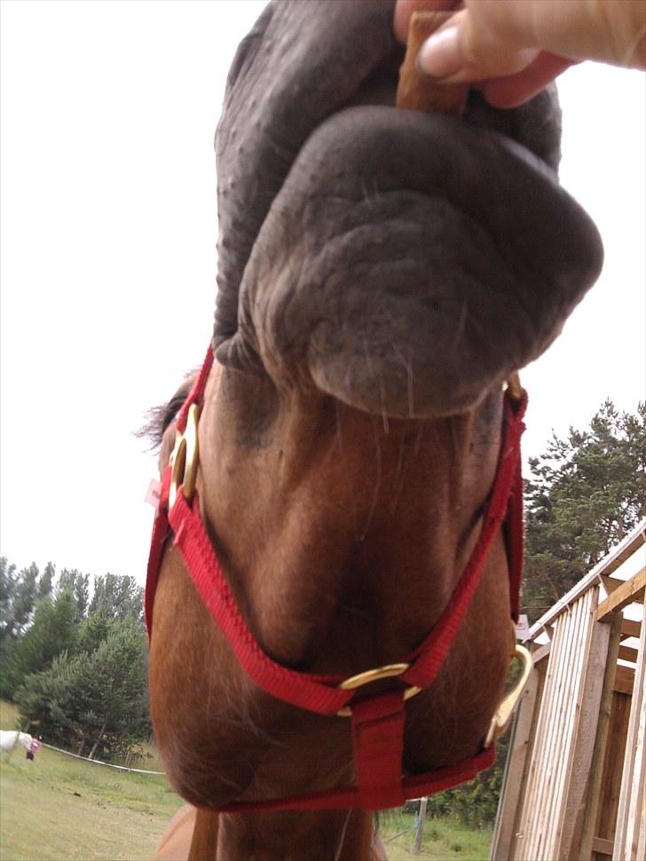 DSP zeba  - Foto Mig billede 7