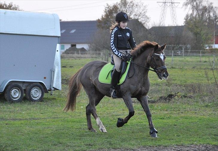 Anden særlig race Sika ( GAMLE HALVPART) - A FOTO jeg elsker dig :D billede 7