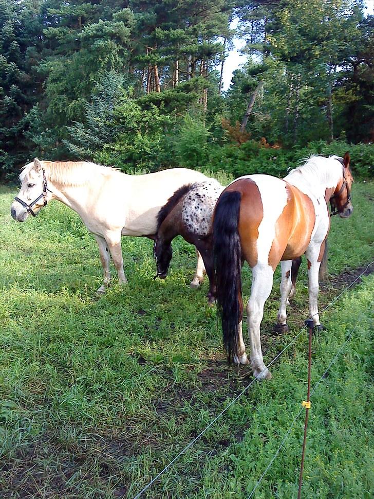 Appaloosa Blåbjerggårds frk smila<3  - der sker ingen ting i folden billede 5