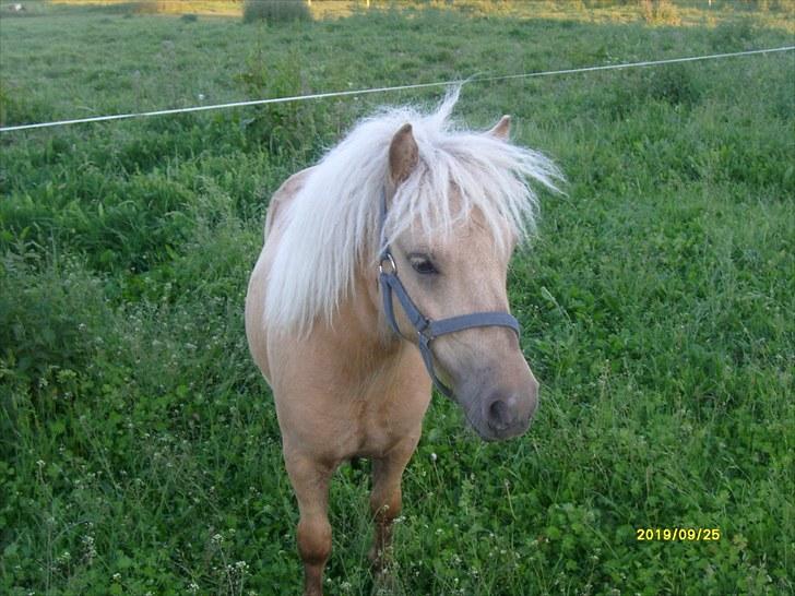 Shetlænder Søndergårds Figaro *rip* - maj 2010 billede 9