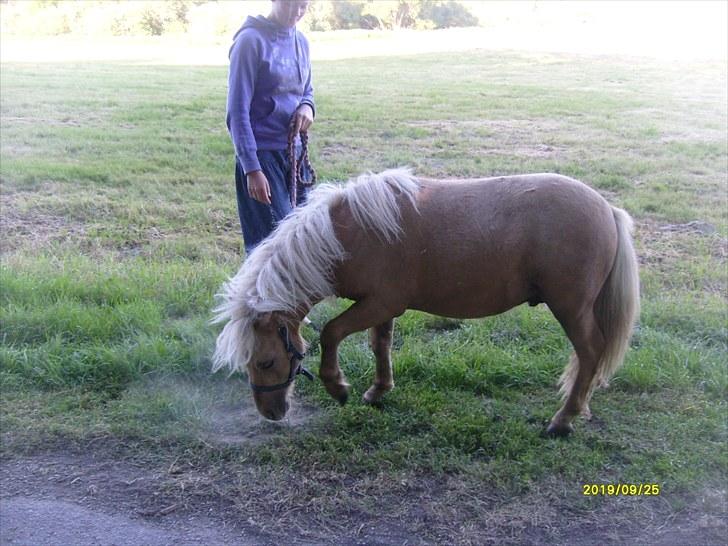 Shetlænder Søndergårds Figaro *rip* billede 8