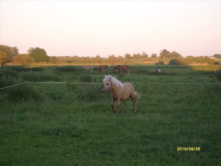 Shetlænder Søndergårds Figaro *rip* billede 12
