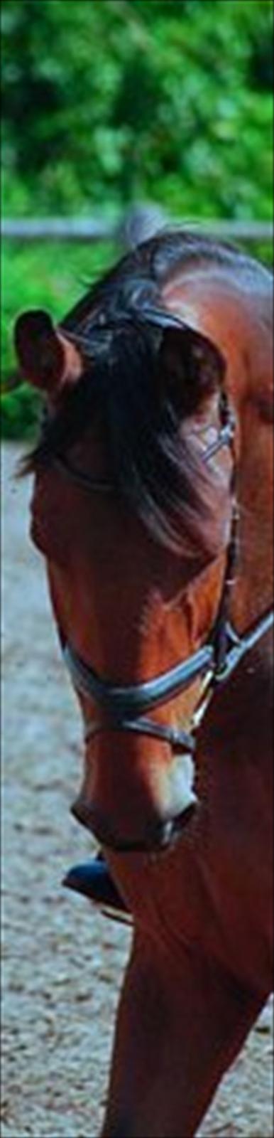 Dansk Varmblod Laurel -                                             Velkommen til Laurels profil  billede 1