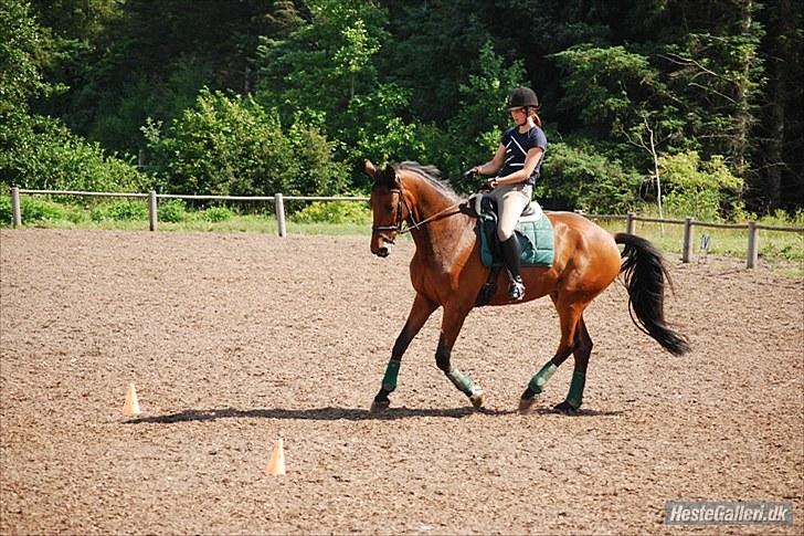 Dansk Varmblod Laurel - Laurel på dressurkursus hos Vibsen                                                 Fotograf: Tas (:  billede 2