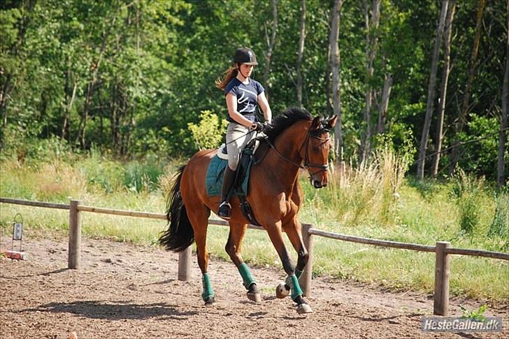 Dansk Varmblod Laurel - Laurel på dressurkursus hos Vibsen                                                 Fotograf: Tas (:  billede 3