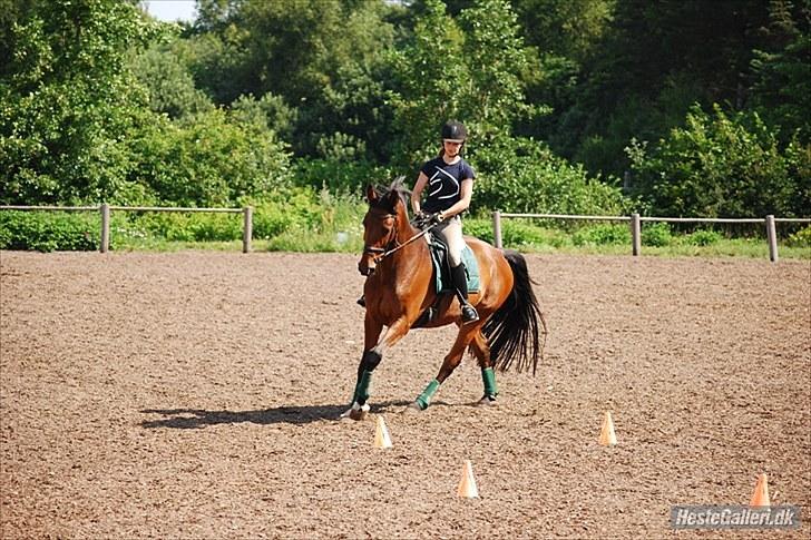 Dansk Varmblod Laurel - Laurel på dressurkursus hos Vibsen                                                 Fotograf: Tas (:  billede 4