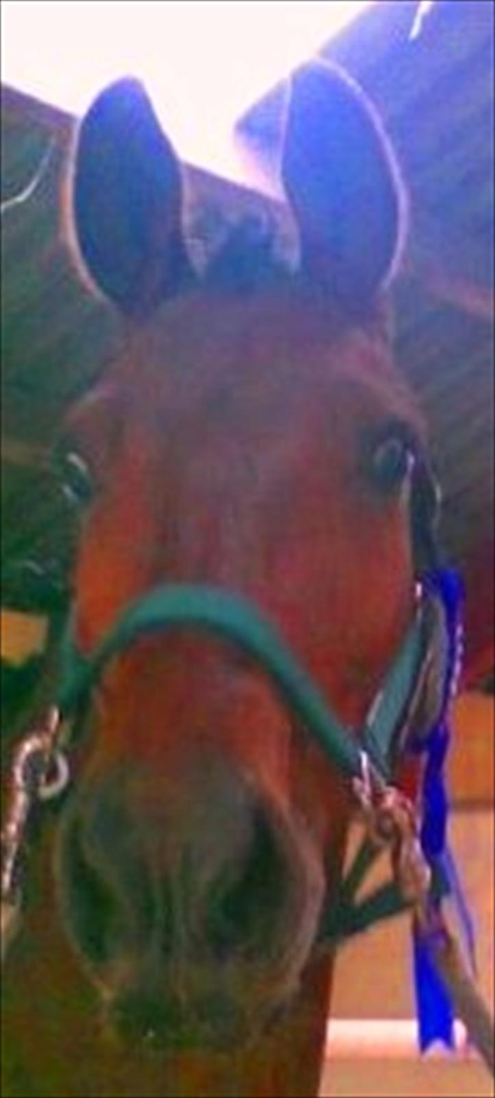 Dansk Varmblod Laurel - Laurels første stævne med mig som rytter                2.plads i en Lb2  billede 5