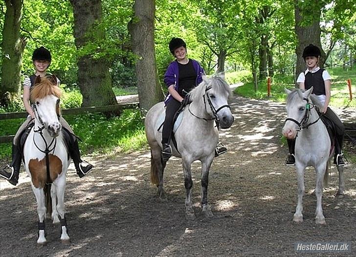 Anden særlig race Lillemand  - Lillemand, mig og gode venner (Pintoen til højre er min nye part; Rasmus) billede 6